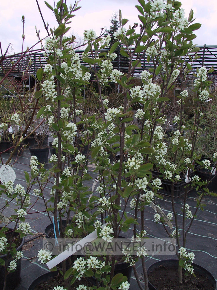 Amelanchier spicata - Bluete.jpg
